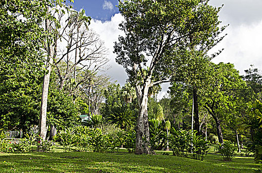 加勒比,圣徒,植物园