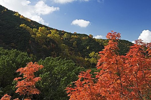 秋叶,山,水疗