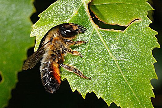 蜜蜂,成年,切,光盘,桦树,贝图拉州立公园,叶子,什罗普郡,英格兰,英国,欧洲