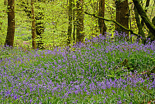 花,普通,野风信子,蓝铃花,树林,自然保护区,秋天,靠近,荒野,康沃尔,英格兰,英国,欧洲