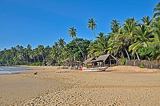 椰树,椰,海滩,斯里兰卡,亚洲