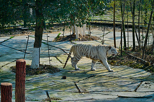 动物园白老虎