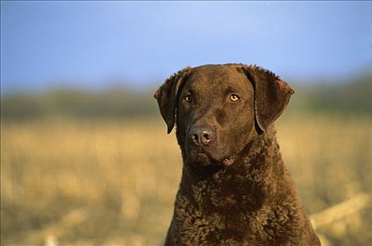 切萨皮克湾寻猎犬,狗,成年,肖像