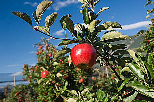 红色,苹果,悬挂,树,苹果园,特兰迪诺,南蒂罗尔,意大利,欧洲