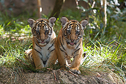 虎,幼兽,马来西亚