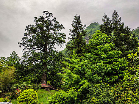 神农架,官门山,风景,景点,旅游,高山,瀑布,河流,神秘,树木,植被,野人,动物,标本,展览,雕塑,蜂箱,养蜂,蜜蜂