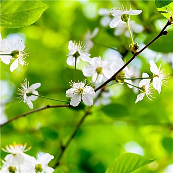 白色,春花,树上,早午餐