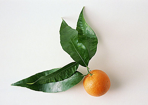 克莱门氏小柑橘,叶子,白色背景