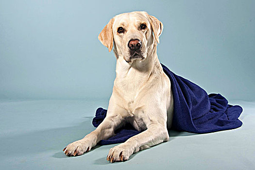 拉布拉多犬,卧,一半,包着,毯子
