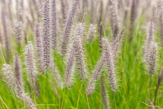 地点,野生植物,绒毛状