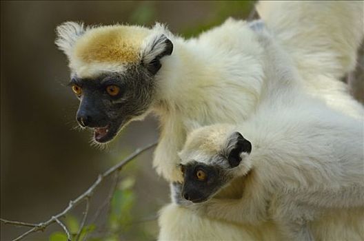 马达加斯加狐猴,濒临灭绝,东北方,马达加斯加