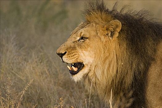 雄性,狮子,纳米比亚,非洲
