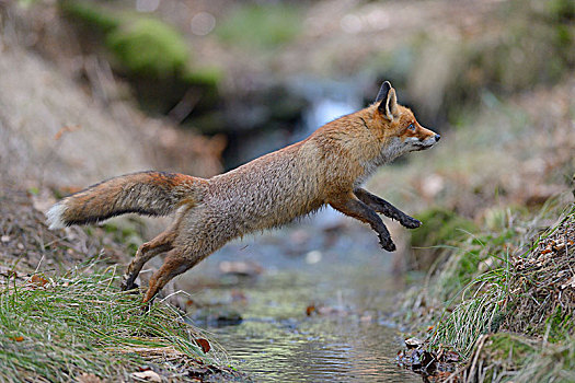 红狐,狐属,跳跃,上方,溪流,波希米亚风格,树林,捷克共和国,欧洲