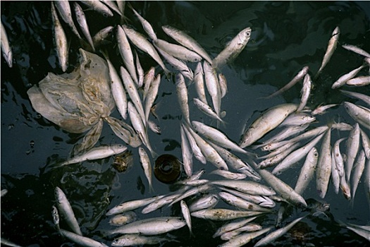 鱼肉,污染,海水