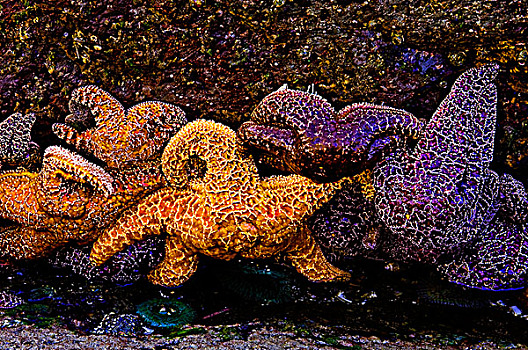 赭色,海星,退潮,海滩,环太平洋国家公园,温哥华岛,不列颠哥伦比亚省,加拿大