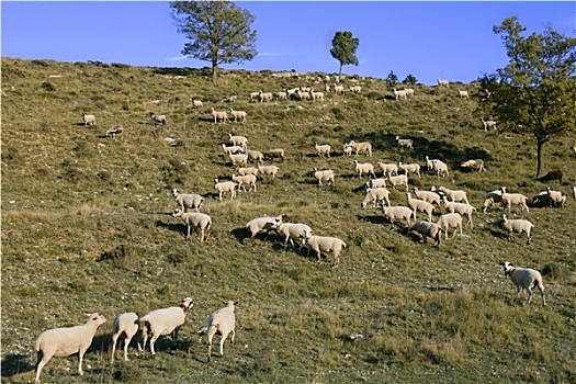 羊群,山腰,晴天