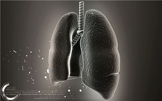 人,肺