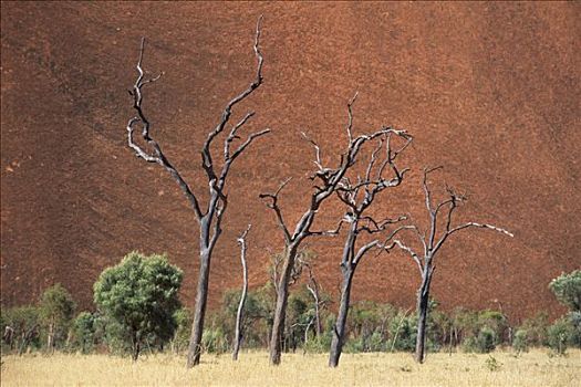 枯木,正面,艾尔斯巨石,乌卢鲁国家公园,北领地州,澳大利亚,大洋洲