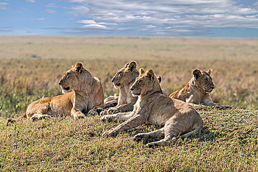 肯尼亚,马赛马拉,休息,远眺,马赛马拉国家保护区