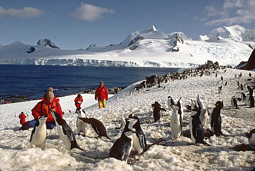 南极,游客,看,帽带企鹅,生物群,模型