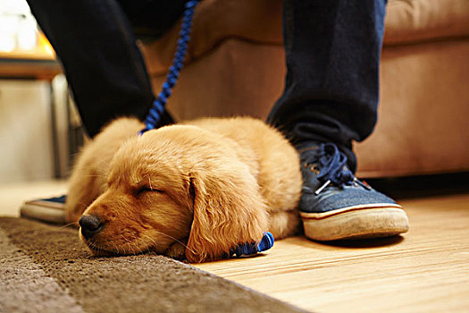 拉布拉多犬,小狗,睡觉,脚