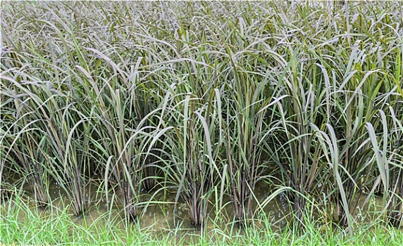 黑色,稻米,种植园,泰国
