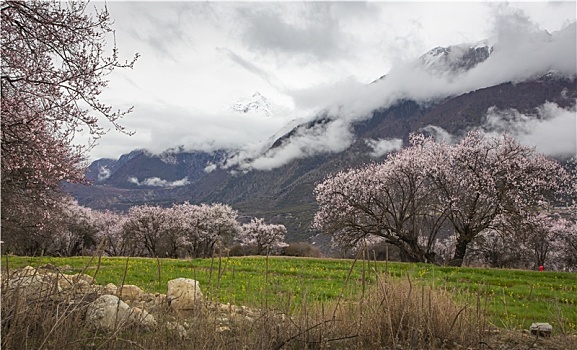 野桃花观赏圣地索松村