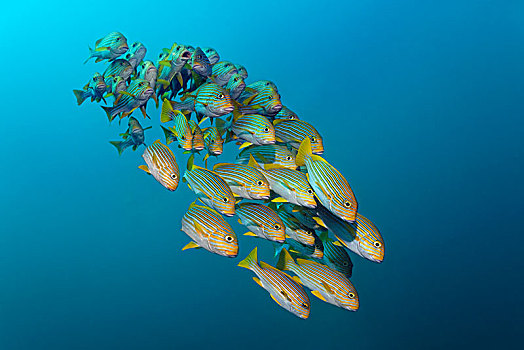 甜唇鱼,游泳,公海,四王群岛,巴布亚岛,西巴布亚,太平洋,印度尼西亚,亚洲