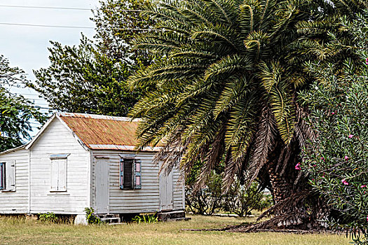 加勒比,安圭拉,大,棕榈树,靠近,屋舍