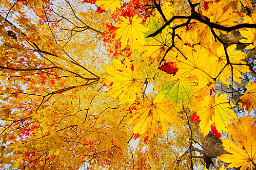 漂亮,枫树,秋日风光,背景