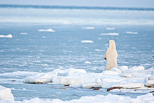 北极熊,站立,哈得逊湾,冬天,丘吉尔市,野生动物,管理,区域,曼尼托巴,加拿大