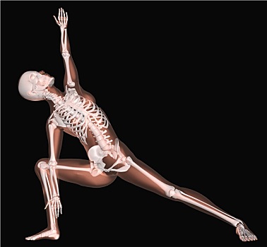 女性,骨骼,瑜伽姿势