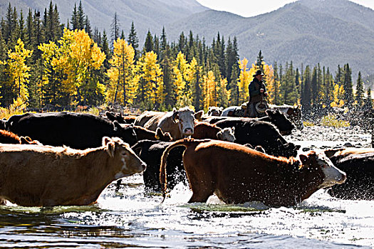 牛仔,放牧,牛,河,艾伯塔省,加拿大