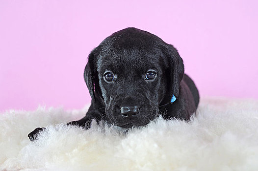 拉布拉多犬,黑色,4星期大,躺着,羊皮,头像,奥地利,欧洲