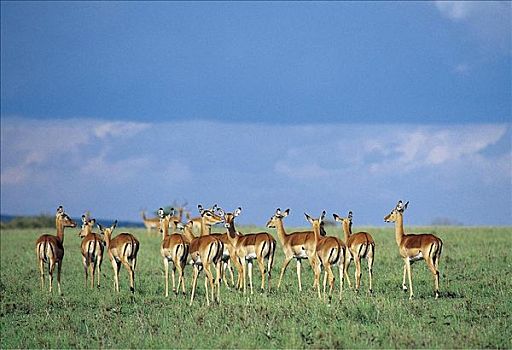 黑斑羚,羚羊,哺乳动物,马赛马拉,肯尼亚,非洲,动物