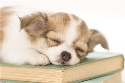 吉娃娃,小狗,睡觉,书本