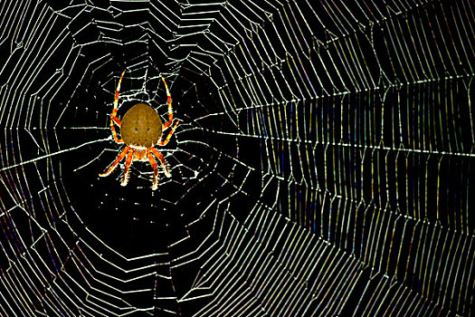 园蛛属,蜘蛛,洛杉矶,加利福尼亚