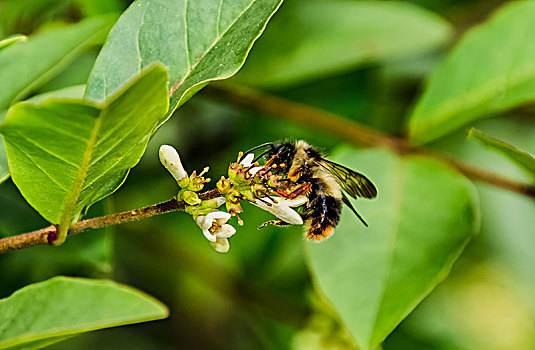 采花蜜蜂