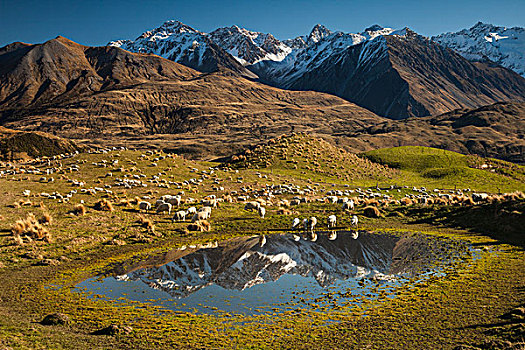 家羊,绵羊,成群,阿尔卑斯草甸,山谷,山,坎特伯雷,新西兰