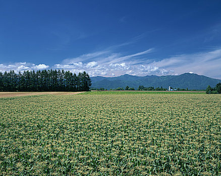 玉米地,山脉