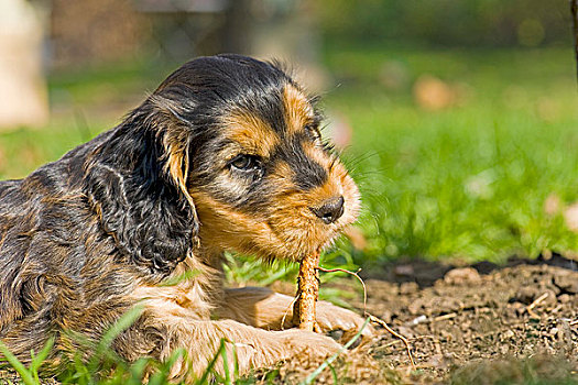 可卡犬,小狗