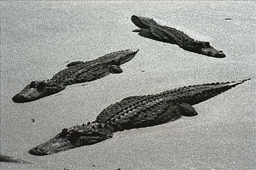 美国短吻鳄,三个,休息,静止,浮萍,沼泽,佛罗里达