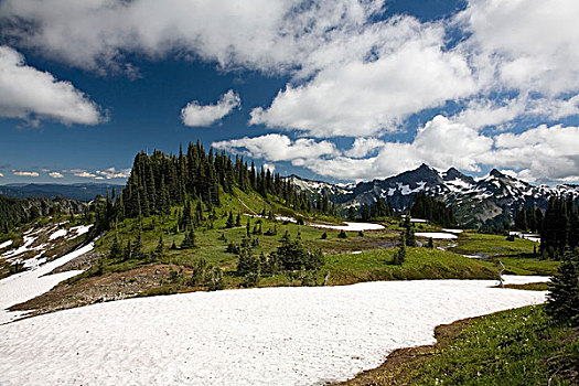 土地,山峦,背景,雷尼尔山,国家公园,华盛顿,美国