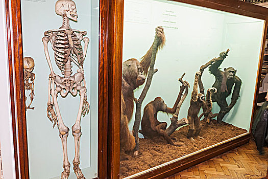 英格兰,伦敦,树林,山,博物馆,展示,人,骨骼,猿