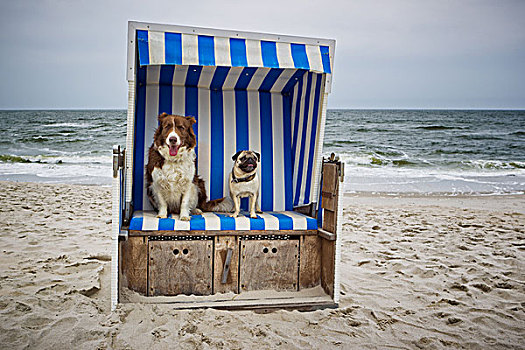 博德牧羊犬,哈巴狗,带篷沙滩椅,石荷州,德国,欧洲