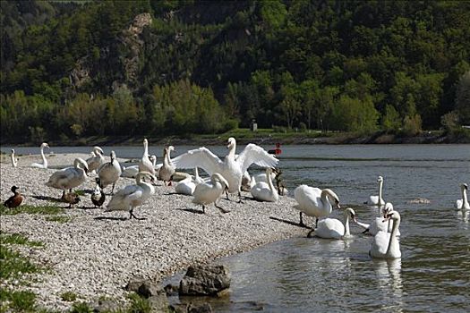 疣鼻天鹅,多瑙河,堤岸,上奥地利州,奥地利,欧洲