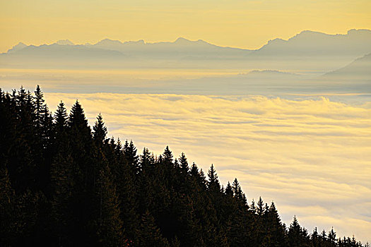 黎明,上方,云,树林,阿尔卑斯山,伯尔尼,瑞士
