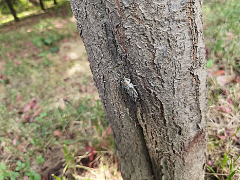 蝉,知了,金蝉,蝉翼,鸣蝉,蝉蜕,夏天