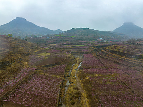 山东蒙阴岱崮地貌桃花盛开