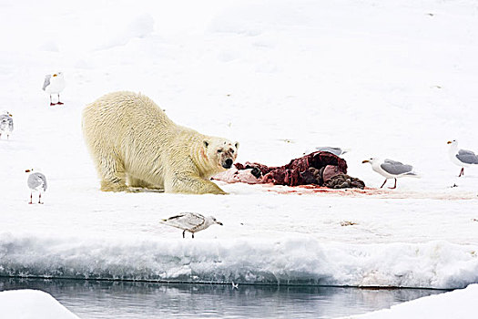 挪威,斯匹次卑尔根岛,大西洋,浮冰,北极熊,捕食,吃